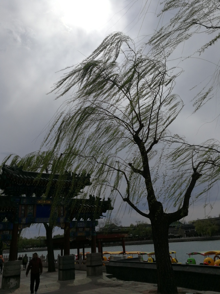 风吹柳摆柳随风动 - 君子宅心 - 图虫