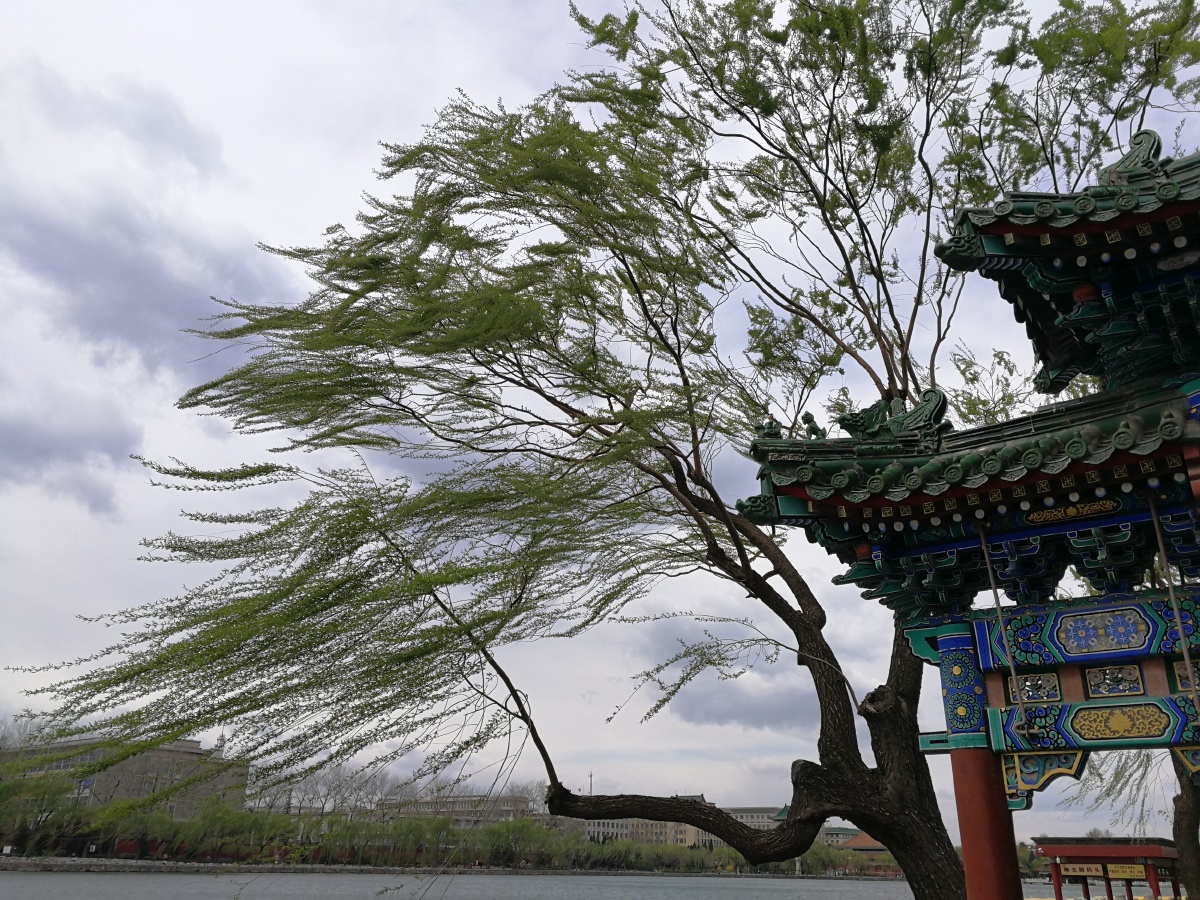风吹柳摆柳随风动 - 君子宅心 - 图虫