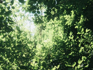 1000073808