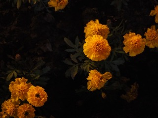 1000035594