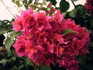 P1020740_副本.jpg