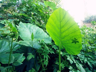 P1020567_副本.jpg