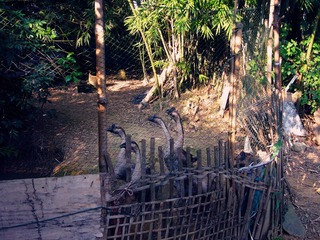 P1020594_副本.jpg