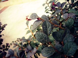 P1020783_副本.jpg