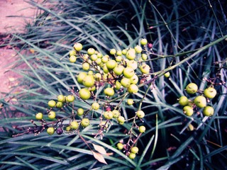 P1020914_副本.jpg