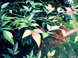 P1020939_副本.jpg
