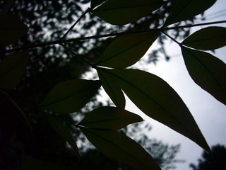 P1020950_副本.jpg