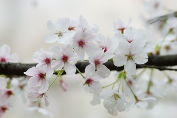 7522E5CA-EF32-4BE4-A438-9A5C5895933E/L0/001