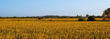 200559