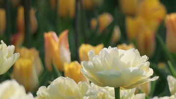 469E3730-A844-499E-BD63-551F8D63E04A/L0/001