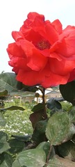 IMG_20250419_125851