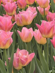33F246C9-B244-426F-ABB2-199C418A38D2/L0/001