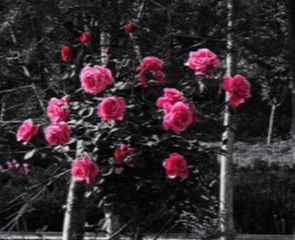 9DF6E69F-AEE8-401F-BD34-7B79E68CD0E0/L0/001