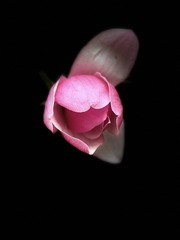D9870410-4180-440A-8901-85D65D6CE2A8/L0/001