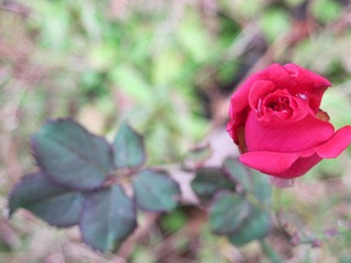 IMG_0268.JPG