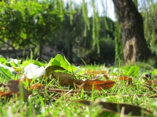 IMG_5266.jpg