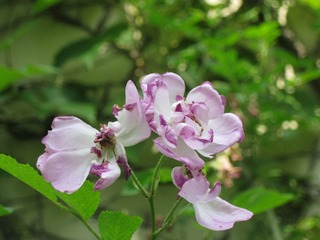 IMG_7648.jpg