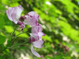 IMG_7649.jpg