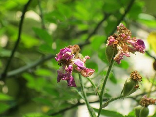 IMG_7652.jpg