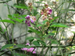 IMG_7654.jpg
