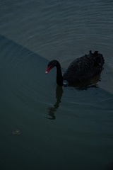 9A3796C2-7779-4B90-A5D1-7ED6DEDBC1FF/L0/001