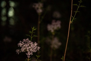 56B33796-BCD7-4078-9F8C-0FBCAC37CD4D/L0/001