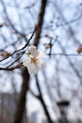 EB592961-60FA-429E-BA40-5D2B704A0740/L0/001