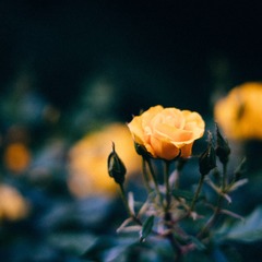 1000032997