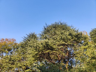 1000079384