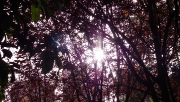 1BCADCD0-EB4F-4E86-ABCA-BED1EDDD029B/L0/001