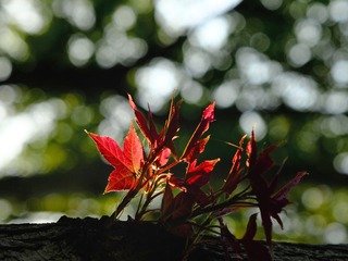 79286F49-22A7-4004-855A-975E17FE10C3/L0/001