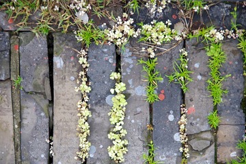 IMGP5425.JPG