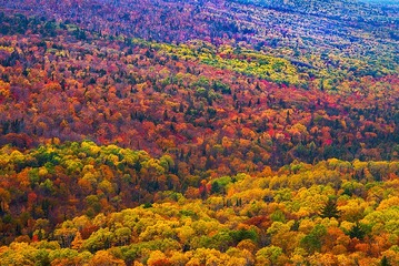 Autumn Carpet
