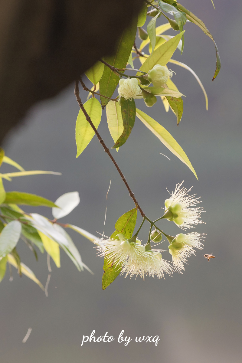 水蒲桃 - -随遇而安- - 图虫