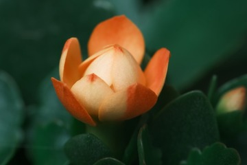 1000014752