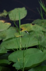 CZH_4920