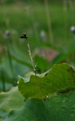 CZH_5243