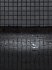 1000044704