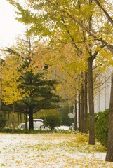 雪后_3.JPG