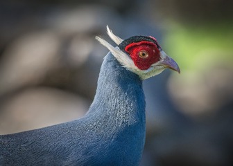 119196