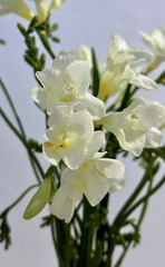 ADE4B977-5CB9-4653-A84D-F2E6CF5F7287/L0/001