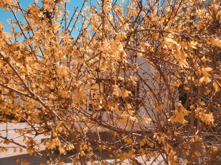 2009169