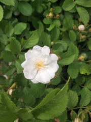 2010424