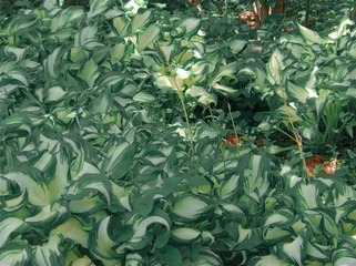 2010218