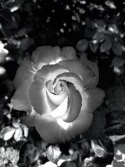2010562
