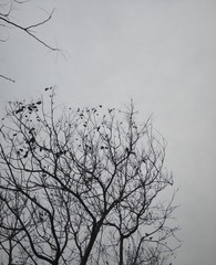 2009129