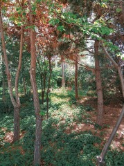 2010215