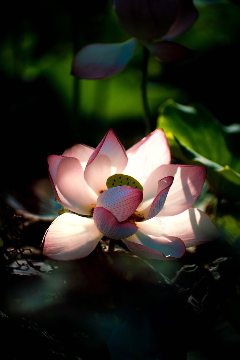 炎炎夏日,莲花清心
