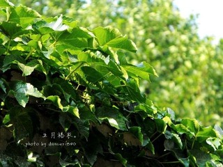 清欢浅浅。