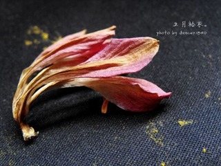 君子兰花。